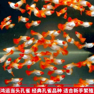 活体观赏鱼鸿运当头纯种孔雀鱼胎生鱼凤尾鱼淡水新手鱼直接生小鱼