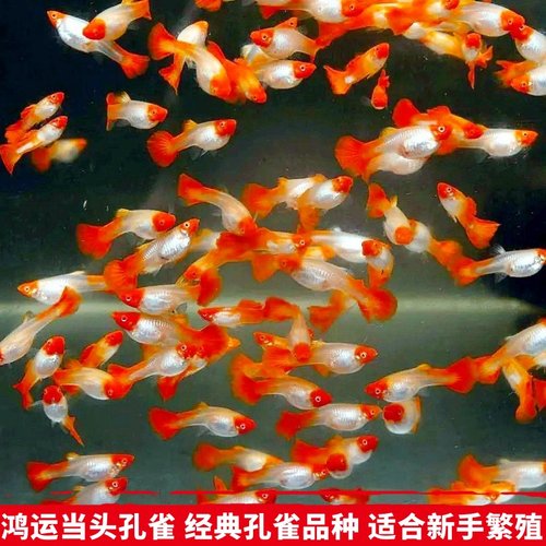 新都水景公母孔雀淡水新手好繁殖