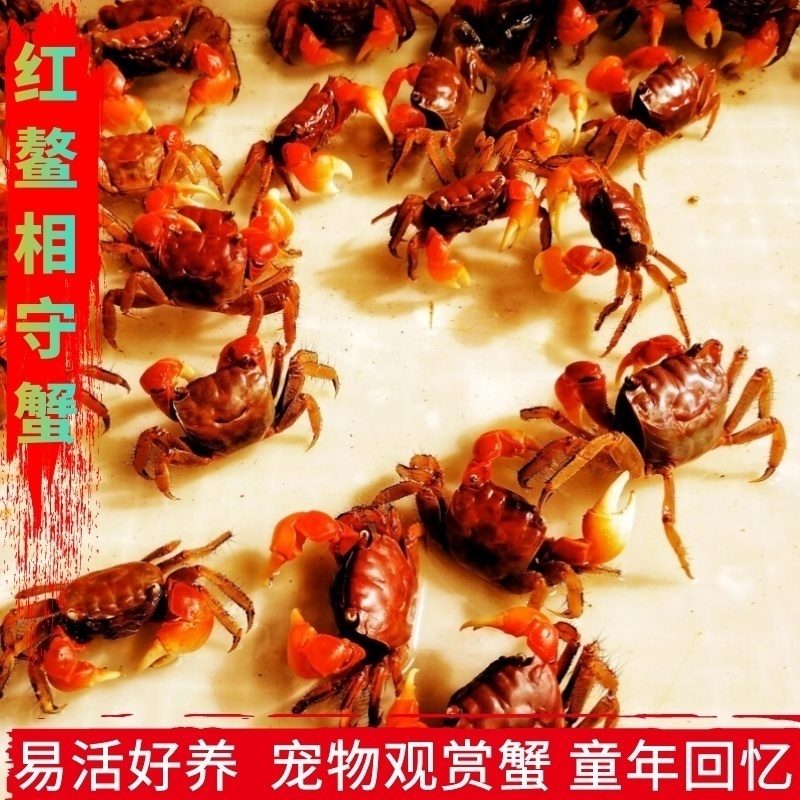 红鳌将军豹点恶魔包邮