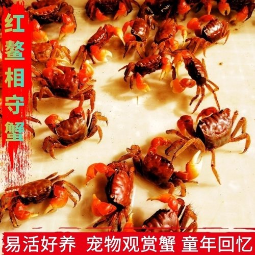 红鳌将军豹点恶魔包邮