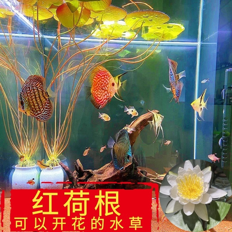 活体水草红荷根睡莲红虎四色好养