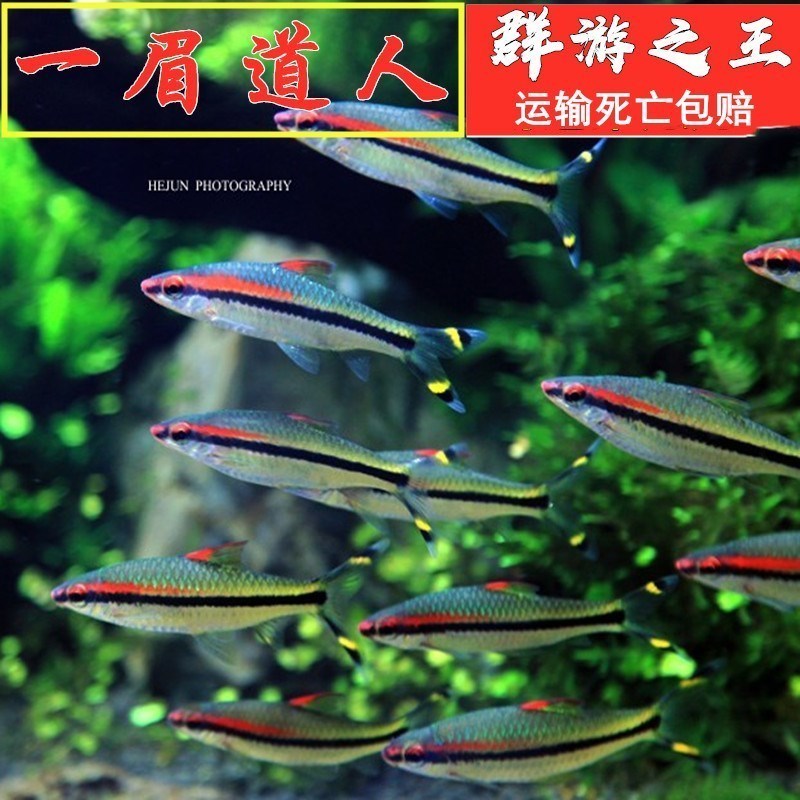 一眉道人人鱼灯科鱼热带鱼淡水鱼