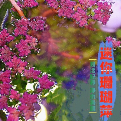 活体水草浮萍睡莲荷花一叶莲肚兜萍珊瑚萍芝麻萍槐叶萍除油膜净水
