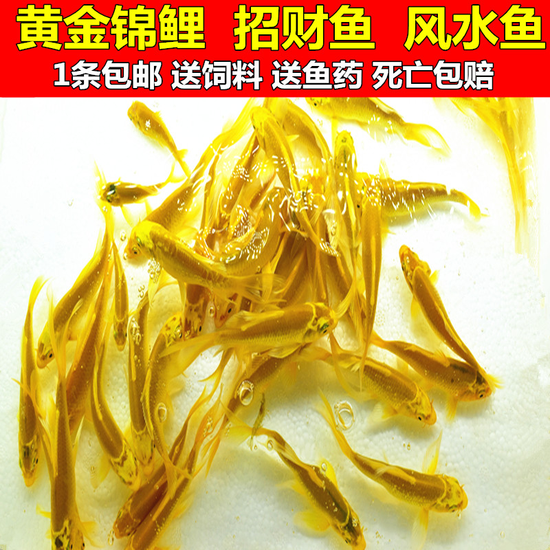 锦鲤金鱼草金鱼风水鱼活体鱼观赏鱼淡水鱼好养冷水鱼免包装费包邮