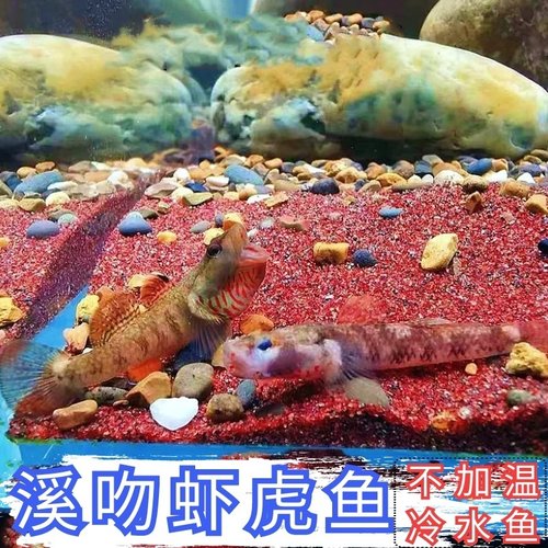 冷水鱼淡水鱼李氏包邮溪流鱼