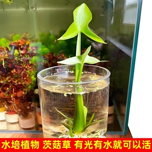活体水草茨菇慈姑草鱼缸净水植物水培草缸水陆缸古法缸生态缸乌龟