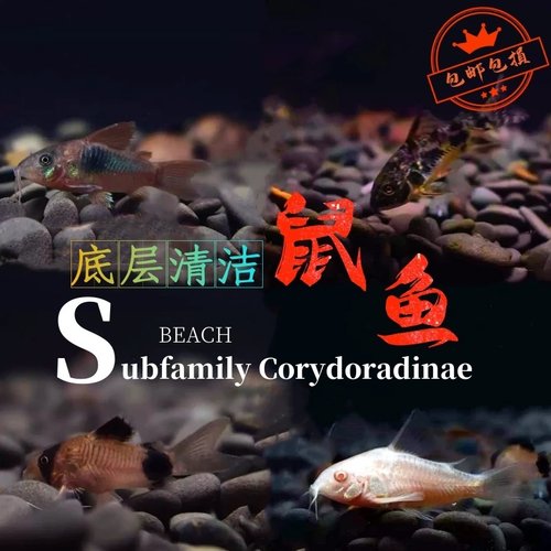 好新都水景公母底层清洁鼠鱼淡水