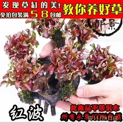 红波沉木水草懒人多头容易