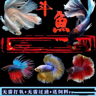 活体观赏鱼泰国斗鱼马尾狮王半月小型鱼观赏鱼淡水鱼热带鱼免打氧