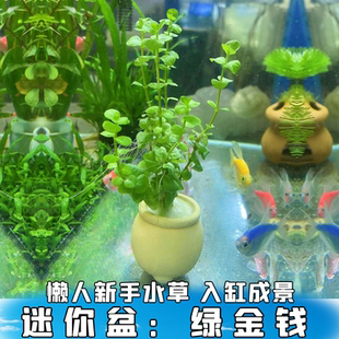 鱼缸活体水草懒人水草绿金钱生态缸增氧新手草草缸溪流缸造景好养