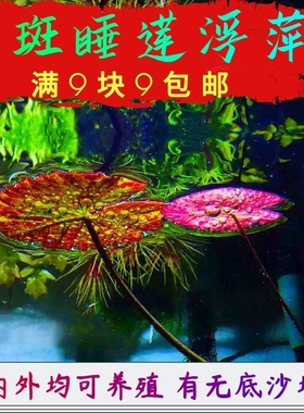 活体水草睡莲浮萍一叶莲肚兜槐叶芝麻圆叶萍净水吸收肥力四季绿植