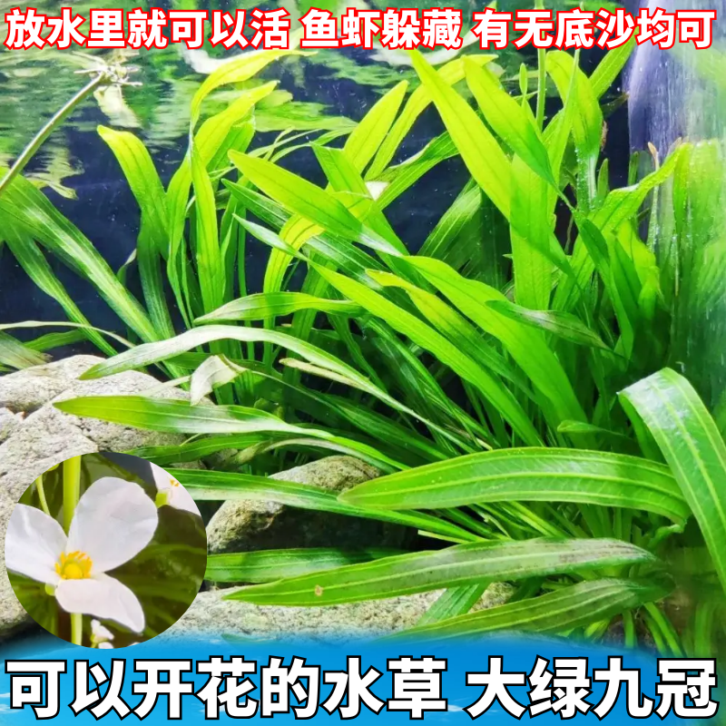 新手懒人草大绿九冠水草四季开花阴性易养活鱼缸造景植物鱼虾躲藏
