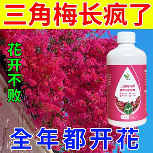 买一发五三角梅促进生长营养液开花专用肥花卉促花爆花催花盆栽