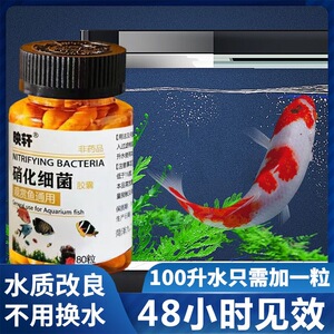 净化水质的药硝化细菌鱼用胶囊鱼缸去腥臭味观赏鱼通用