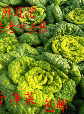 新鲜现挖河南自种霜打露天黄心菜食用菊花心乌塌菜小青菜涮火锅菜