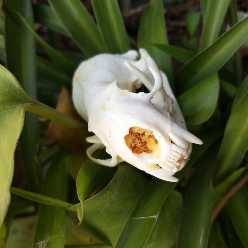 装饰桌面动物标本骷髅头办公桌饰品挂件风水男关公独角兽根雕头骨