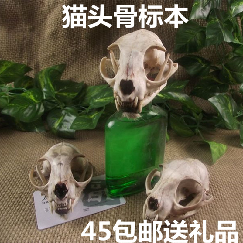 招财猫头骨标本化石工艺品守财标本模具保平挂件摆件真品人气宝贝