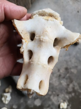 山羊尾巴骨本制作饰品教学真品脊柱标本医学研究制作脊椎骨骼