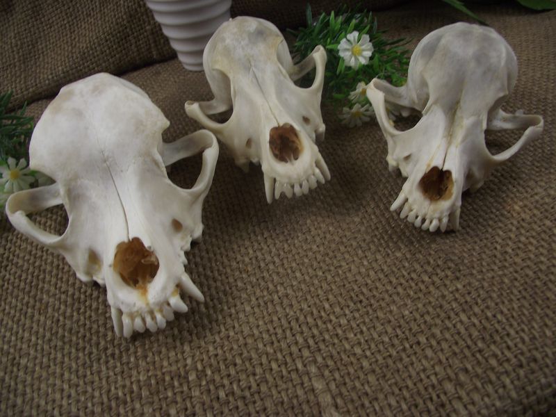 头骨标本化石骷髅头标本摆件动物标本化石标本骷髅动物头骨真品