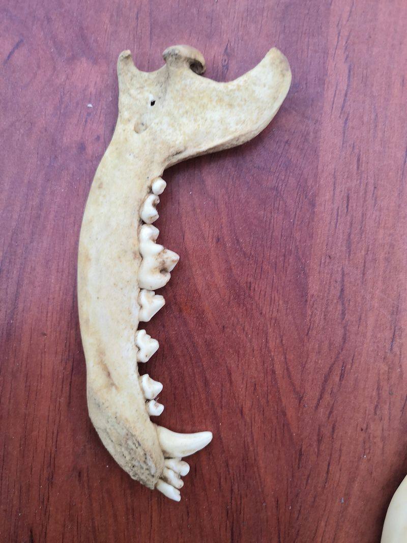 thumbnail for Cute tooth chin bone tide man tide woman couple necklace animal bone pendant decorative specimens