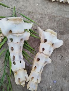 骶骨尾骨尾巴骨尾椎骶椎骨骼模型医用教学正骨展示标本波尔山羊真