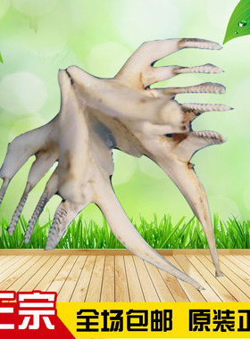 大鱼牙吊坠情侣饰品项链动物牙饰品全国包邮深海鱼一组真标本