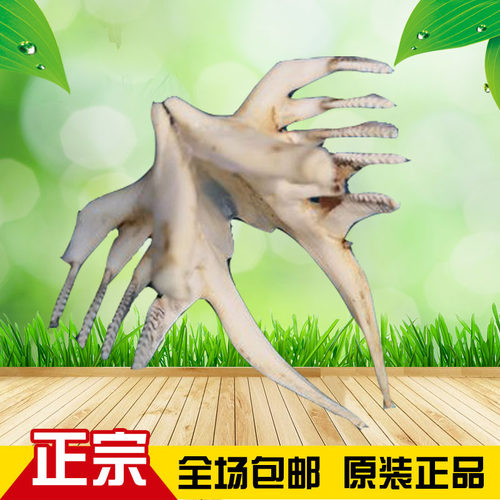 大鱼牙狼牙吊坠情侣饰品项链动物牙饰品全国包邮深海鱼一组真标本