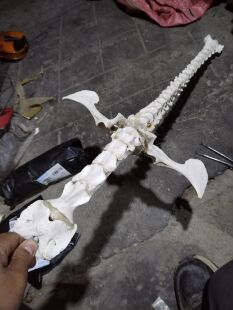 牛羊脊椎骨标本制作教学拼装骨架练手背骨一组完整拼诸葛渊脊骨剑