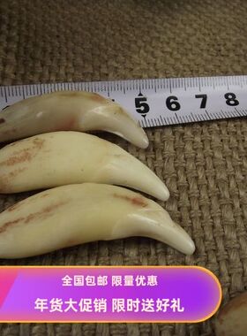 消毒超大款动物牙项链牙吊坠模型牙骨质造型牙项链5厘米