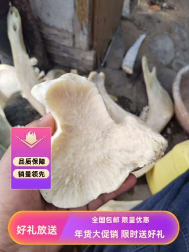 牦牛骨腿骨奥运火炬造型手工制作摆件收藏骨骼动物完整大腿骨膝盖