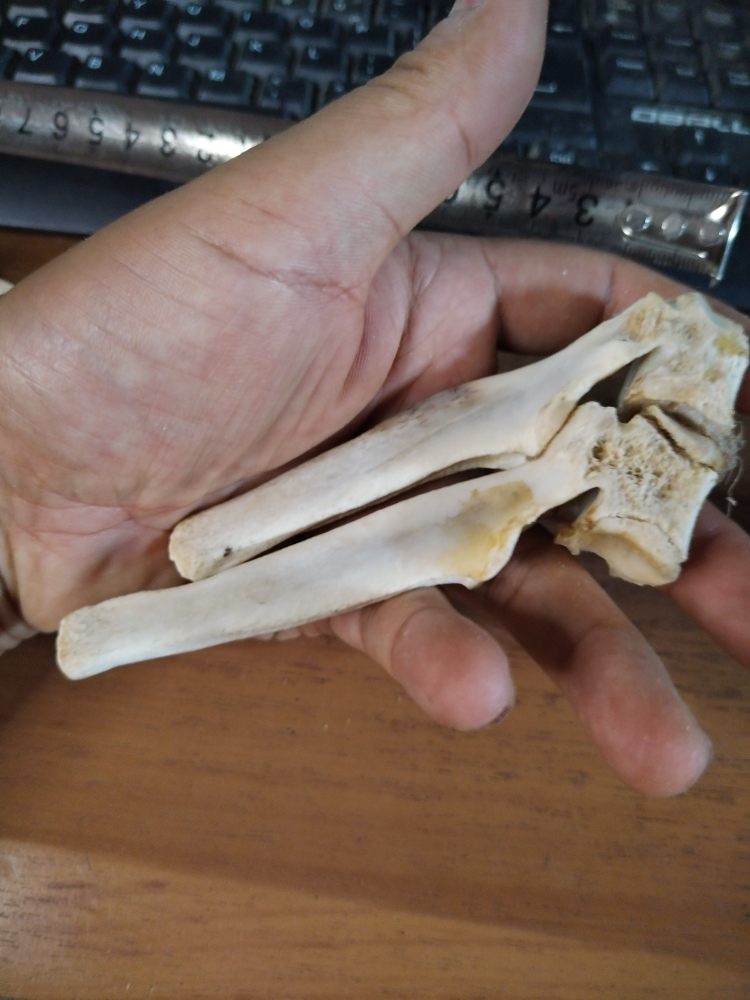 内蒙古草原羊脊椎骨拼装练习骨架基础材料三羊开泰标本画材个性创