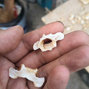 兔子脊椎动物颈骨标本蝴蝶造型医学研究饰品制作骨骼脱脂模型化石