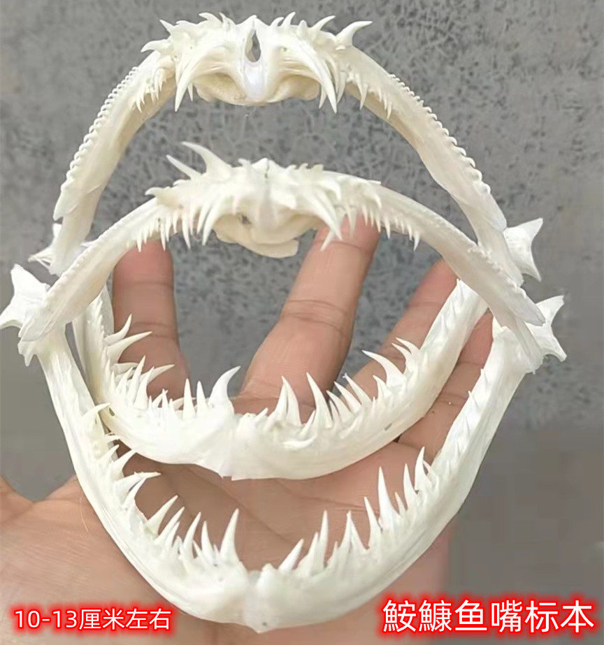 鮟鱇鱼头骨标本手工拼接原始完整摆件动物海底两万里深海鱼收藏挂