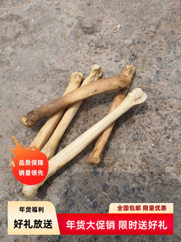 脚长骨节骨头吊坠标本女男毛衣链复古饰品时尚腿拐骨化石老化