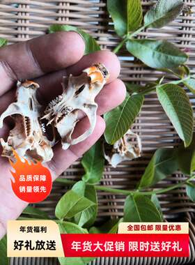 地羊头骨上额鱼缸造景内饰摆件水草动物标本骷髅头骨桌面家居客厅