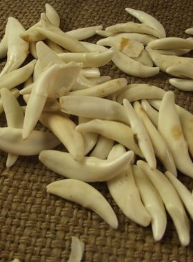 真旺旺牙吊坠 藏獒牙项链骨质牙齿 男女 压惊 漂白包邮小动物旺