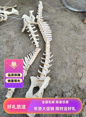 牛山羊脊椎骨标本完整一组脊柱标本医学研究饰品制作脊骼骨架拼装