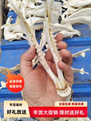 山羊下巴骨标本制作摆件骨架一套完整牙齿牛羊头骨研究讲解骨架净