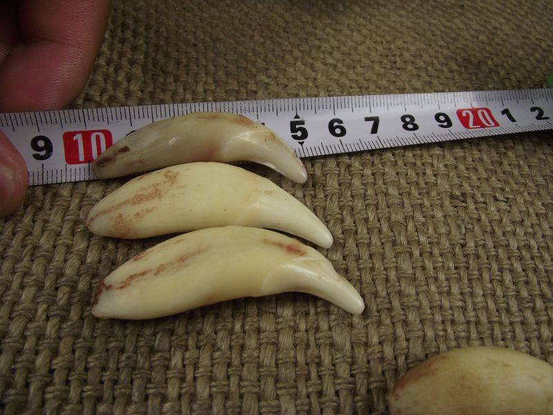 消毒超大款动物牙项链牙吊坠模型牙骨质造型牙项链5厘米