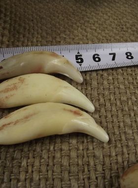 消毒超大款动物牙项链牙吊坠模型牙骨质造型牙项链5厘米