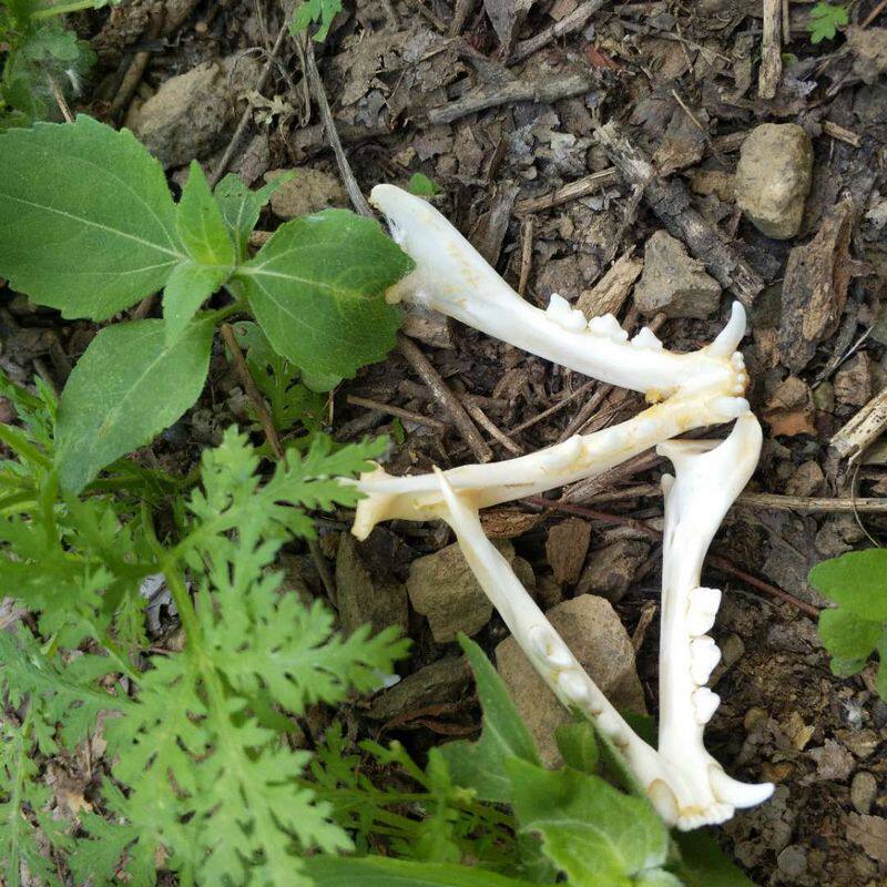 下巴系列标本 鱼缸造景头骨招财  牙标本 家装饰品头骨头包邮模型