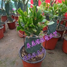 仙人掌四季当年嫁接单双层蟹爪兰1