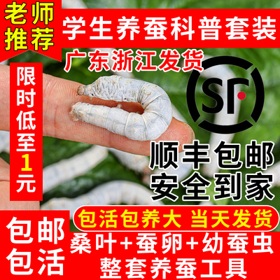 蚕宝宝幼蚕学生养蚕套装蚕卵桑叶