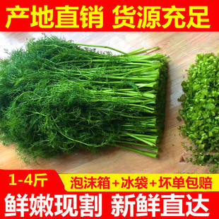 山东茴香菜新鲜4斤鲜嫩小茴香苗菜2现割大茴香苗产地直销 现货 包邮