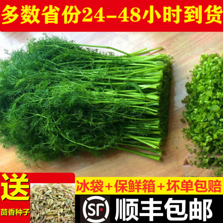 茴香菜4斤新鲜包邮小茴香菜荤香苗山东2斤绿色蔬菜回香苗水嫩同城