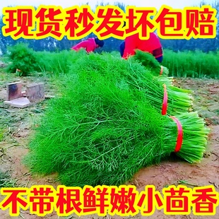 现货包邮山东茴香菜新鲜不带根鲜嫩头茬小茴香蔬菜饺子馅大茴香菜