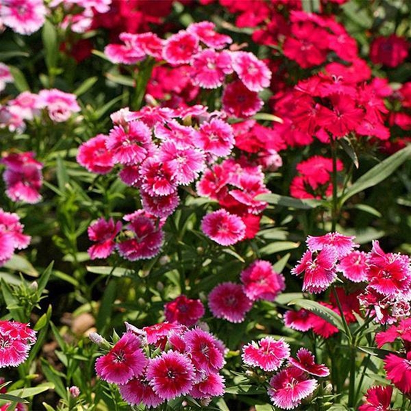 春季五彩石竹五彩石竹种子