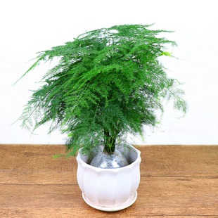 文竹盆栽植物办公室内绿植花卉客厅大棵文竹苗盆景净化空气四季青