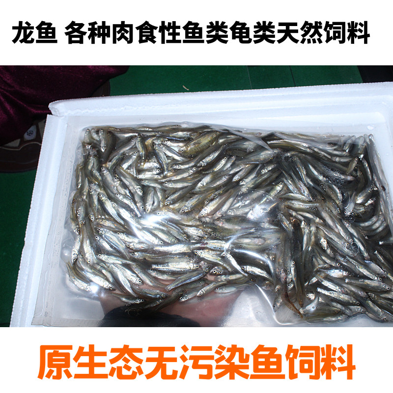龙鱼虎鱼虹鱼饲料小鱼苗乌龟大肚鱼麦穗鱼饵料冷冻4斤顺丰包邮