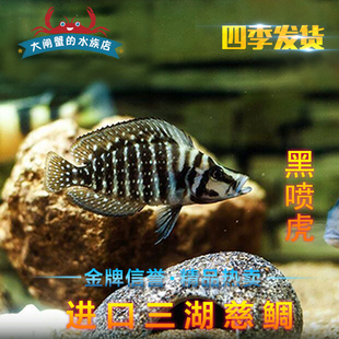 德系 三湖慈鲷鱼 坦鲷鱼黑喷点珍珠虎 黑喷虎 黄喷虎珍珠虎  活体